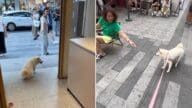 蘇州「為食狗」爆紅!麵包店前耍賴成網紅,萌翻百萬網民