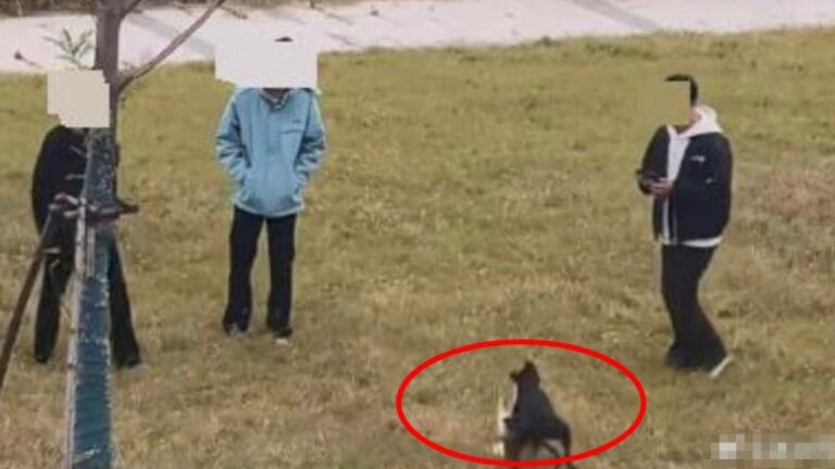 內地驚現虐貓事件：男子掟貓放狗咬，公安介入調查