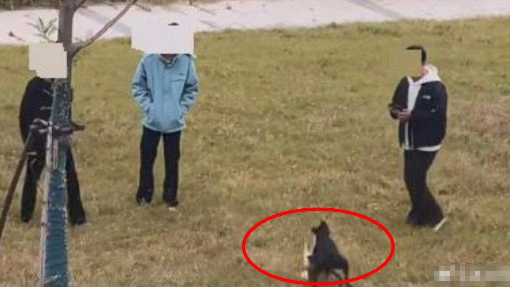 內地驚現虐貓事件：男子掟貓放狗咬，公安介入調查