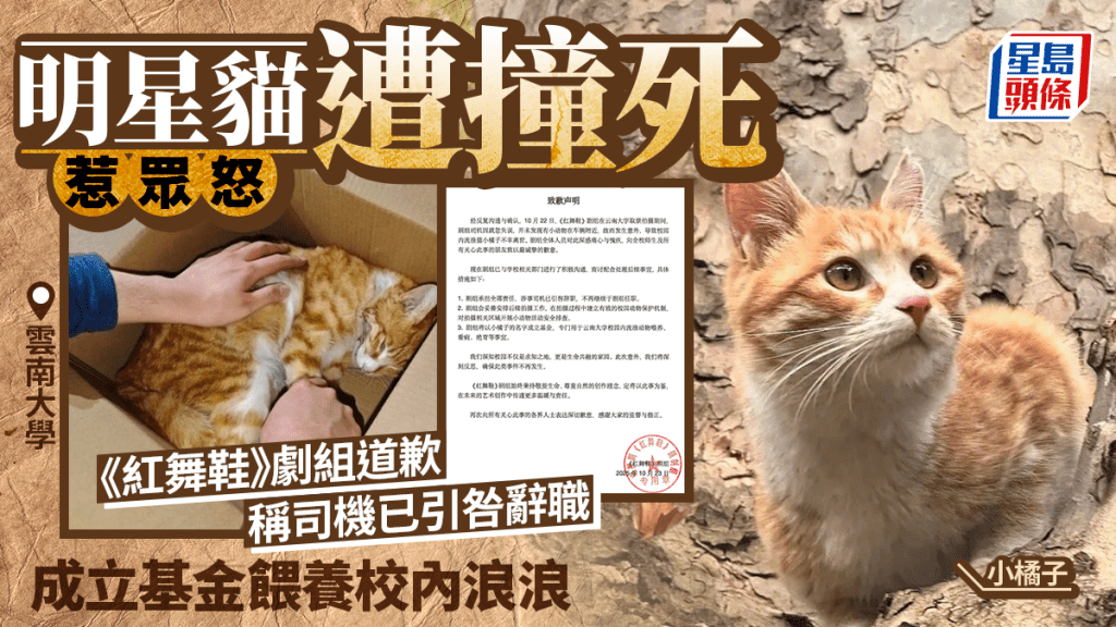 雲南大學明星貓遭劇組車撞死，引發眾怒！劇組公開道歉並承擔責任