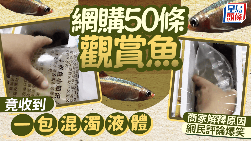 網購觀賞魚變「魚湯」？遼寧苦主：兇手竟是呢樣嘢！