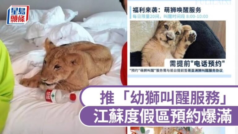 江蘇度假區「幼獅Morning Call」爆紅！每晚¥628，未來兩周預約全滿
