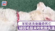 離奇!羊駝洗澡後暴斃,疑吹毛不乾成致命傷