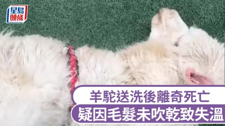 離奇！羊駝洗澡後暴斃，疑吹毛不乾成致命傷