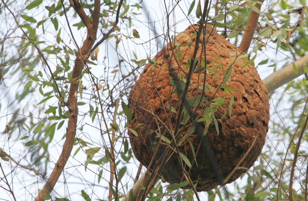 攞命蜂窩：七人摘蜂窩一死，同行者判賠2.2萬！