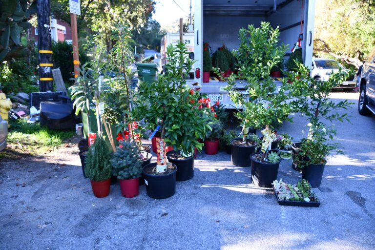 警方破獲專門偷樹木盆栽的零售盜竊集團。聖他克拉縣警局