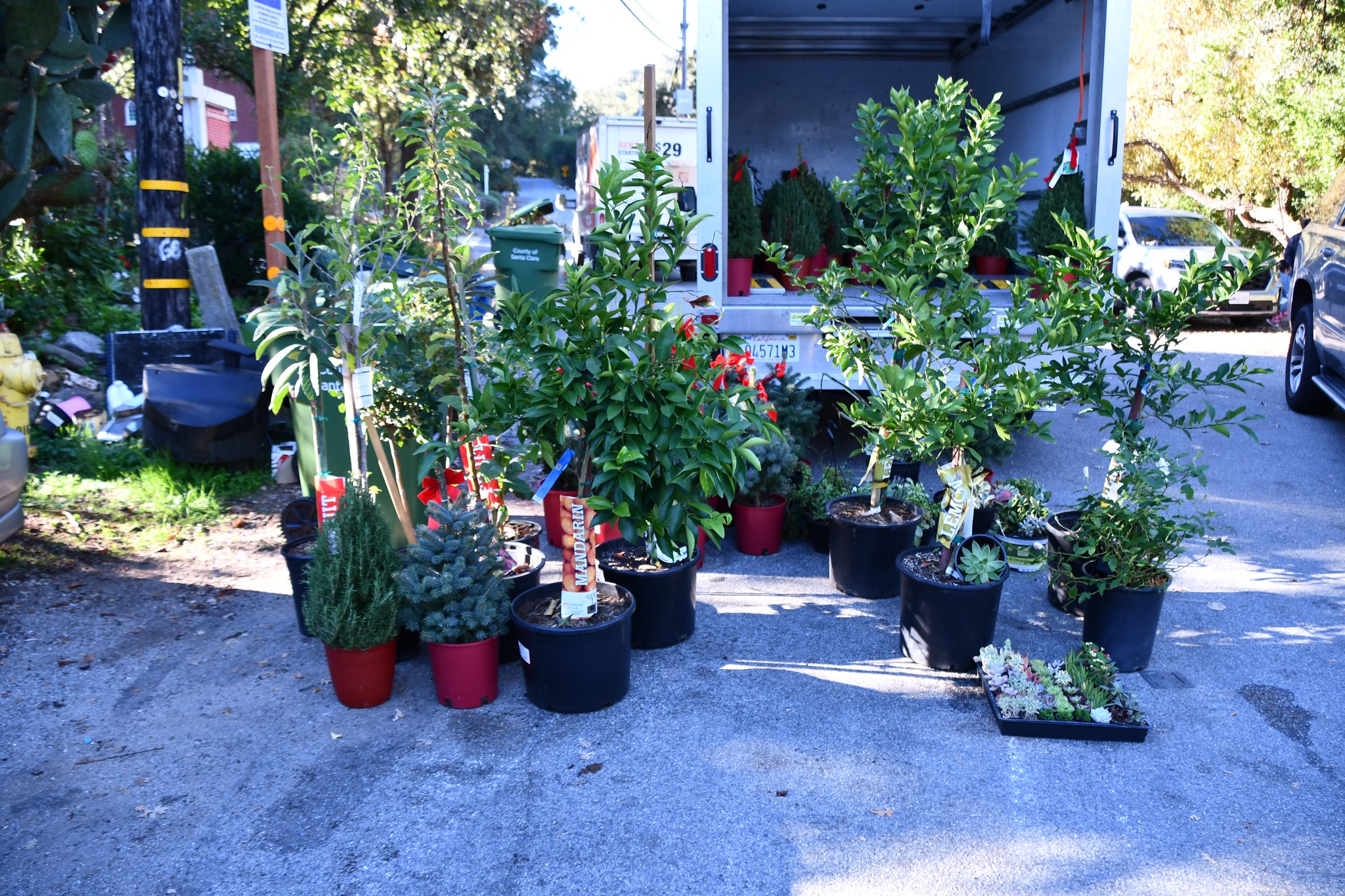 警方破獲專門偷樹木盆栽的零售盜竊集團。聖他克拉縣警局