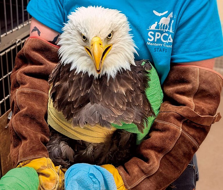 受傷白頭鷹獲醫護人員悉心照料。蒙特利縣SPCA