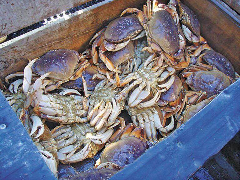 珍寶蟹商業捕撈季1月5日開始。灣區城市新聞社
