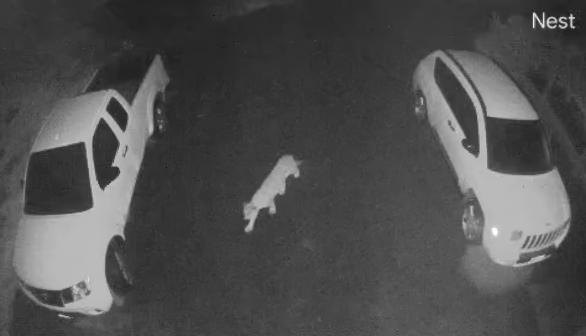 山獅在曼多西諾民宅前車道上經過。Scott Bartholomew/灣區城市新聞社