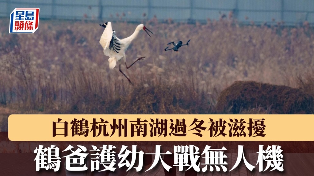 白鶴護幼怒戰無人機!杭州南湖上演驚險一幕,鶴爸一腳KO入侵者
