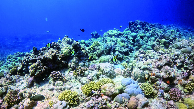 黃岩島海域珊瑚礁一隅。資料圖片