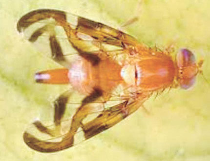 洛縣發現加勒比果蠅促居民防範