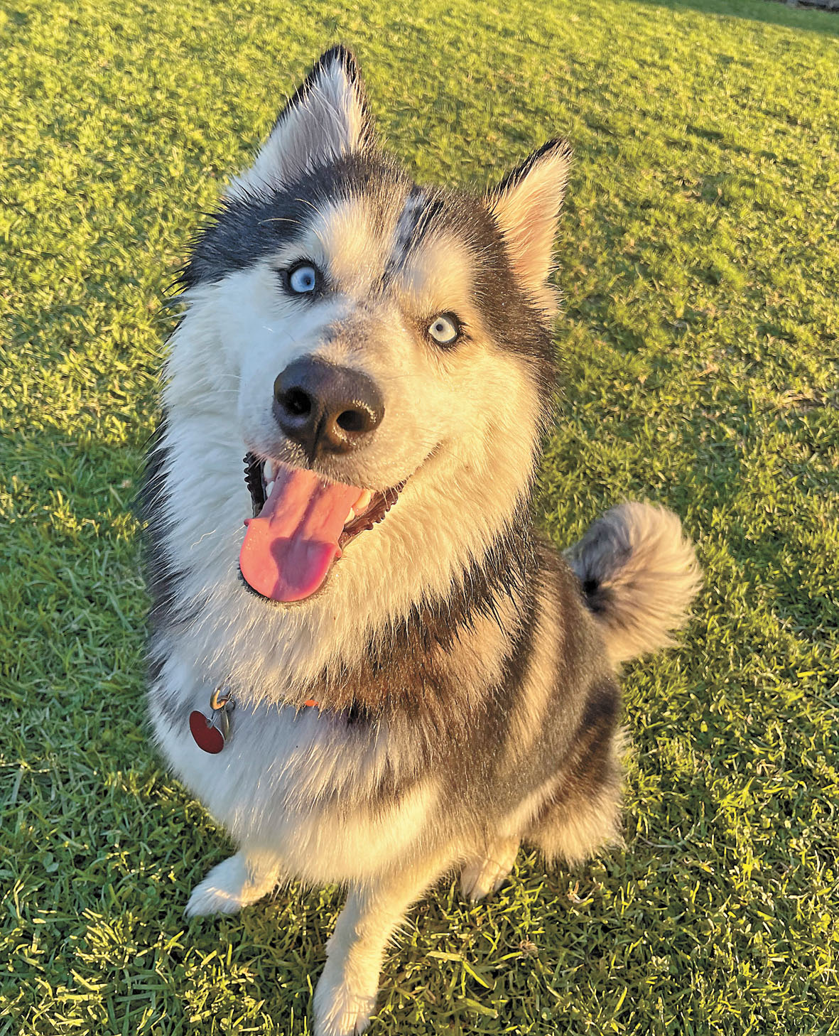 1歲的Freddo等候領養。東灣愛護動物協會/灣區城市新聞社