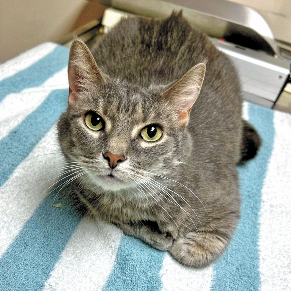 10歲的Brenda等候領養。	東灣愛護動物協會/灣區城市新聞社