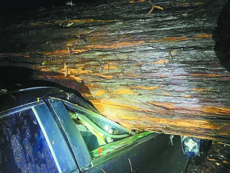 巨大紅杉在強風暴雨下倒塌，壓毀一棟民宅的屋頂。索奴瑪縣消防局