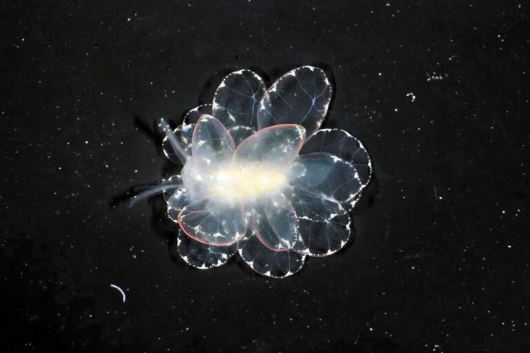 宛如外星生物的海蛞蝓物種Cyerce Basi。加州科學院