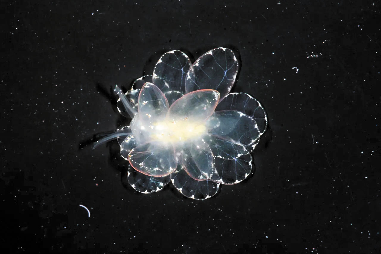 宛如外星生物的海蛞蝓物種Cyerce Basi。加州科學院