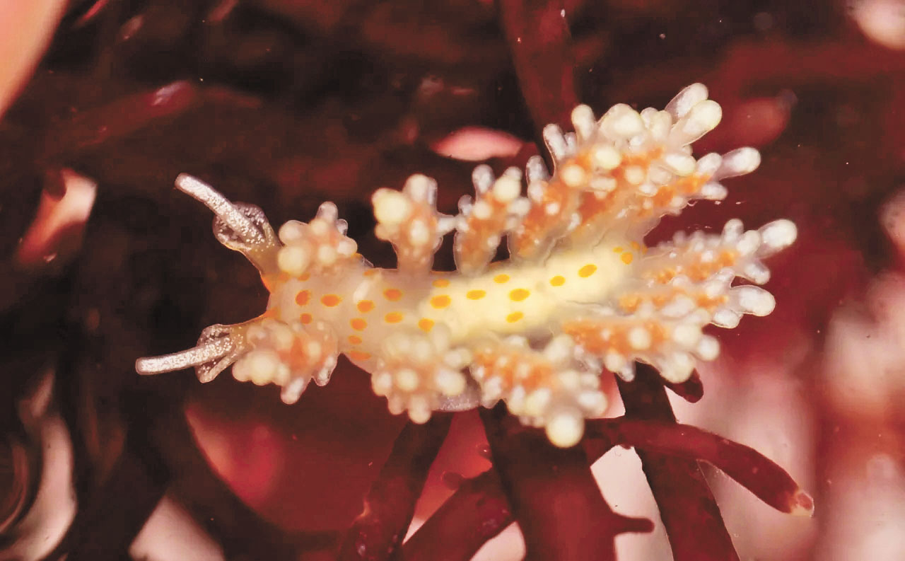 微小的海蛞蝓Doto kwakwak。加州科學院