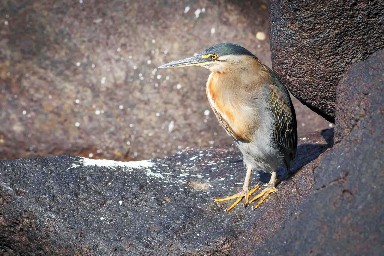 加拉帕戈斯熔岩鷺。加州科學院