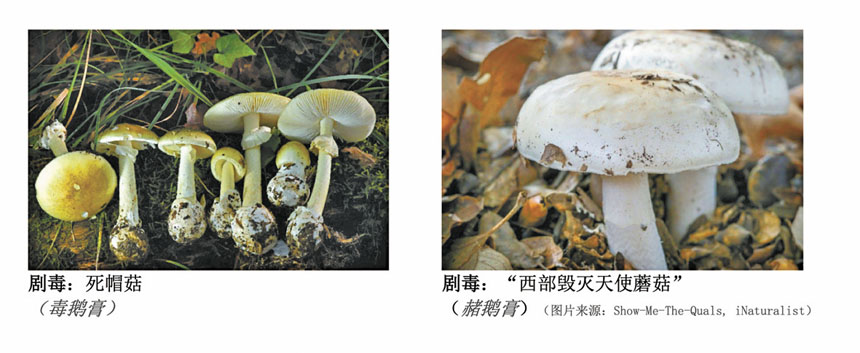 加州衛生官員對一宗死亡帽蘑菇（Amanita phalloides）相關的致命中毒事件發出警報。加州公共衛生局