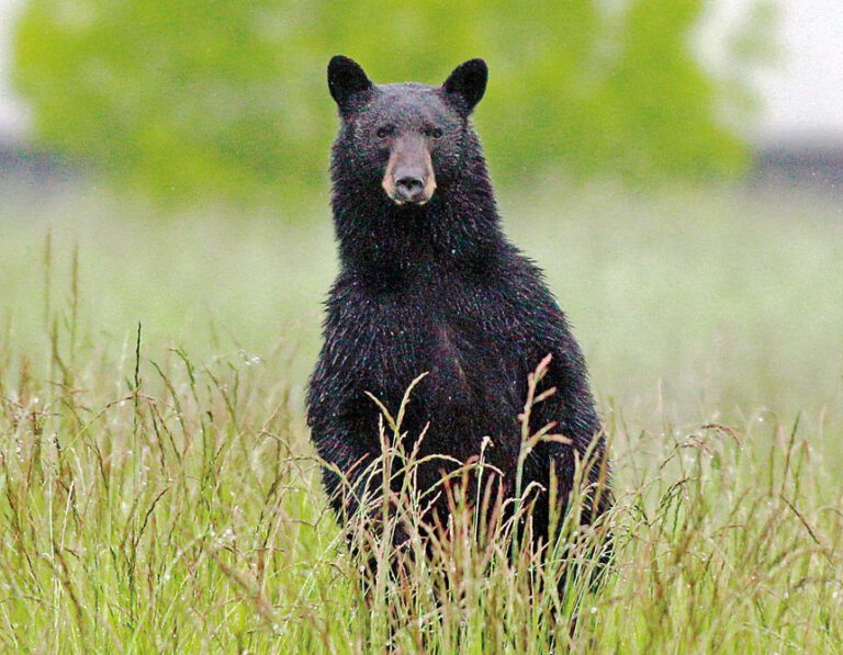北加州男子非法捕捉野生動物，包括8隻黑熊。美聯社資料圖