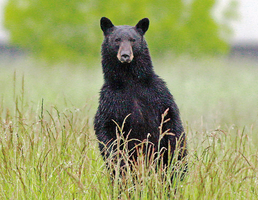 北加州男子非法捕捉野生動物，包括8隻黑熊。美聯社資料圖
