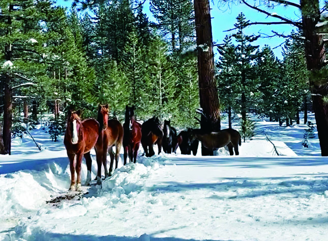 本月中受困於英尤國家森林積雪的一批野馬。取自Instagram