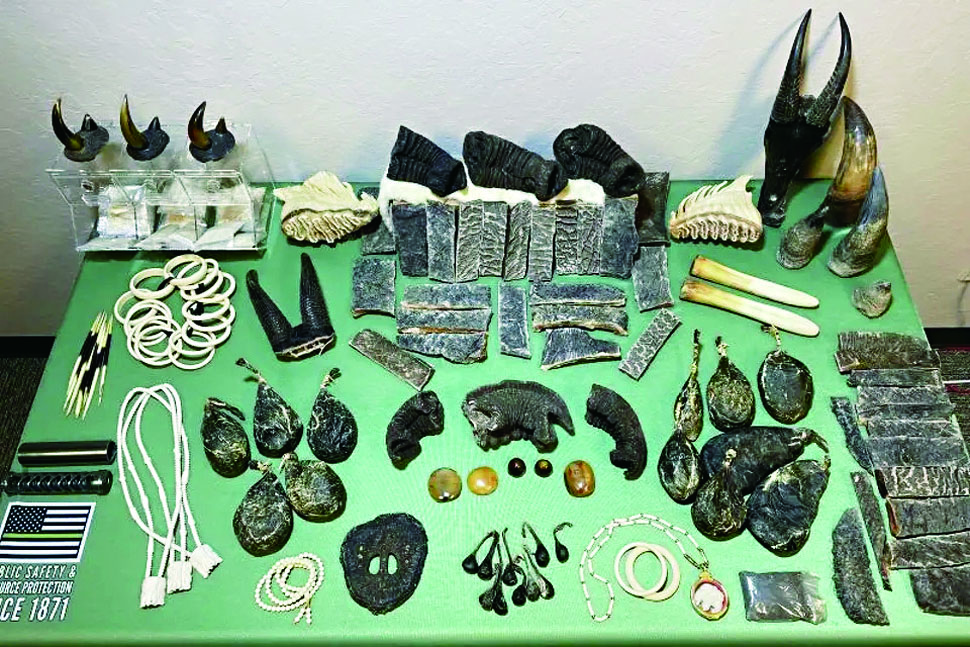 聯邦和加州攜手繳獲大批受保護野生動物器官。加州漁類野生動物局