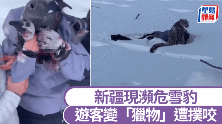 新疆雪豹突襲滑雪客！目擊者驚曝：牠潛伏雪地10分鐘後飛撲