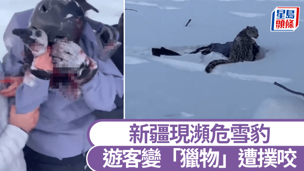 新疆雪豹突襲滑雪客！目擊者驚曝：牠潛伏雪地10分鐘後飛撲