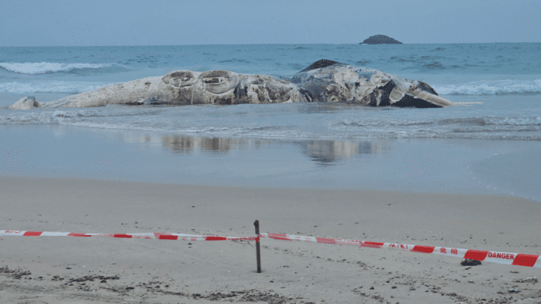 西貢鹹田灣驚現巨型腐爛鯨屍 漁護署：屬鬚鯨非本地物種