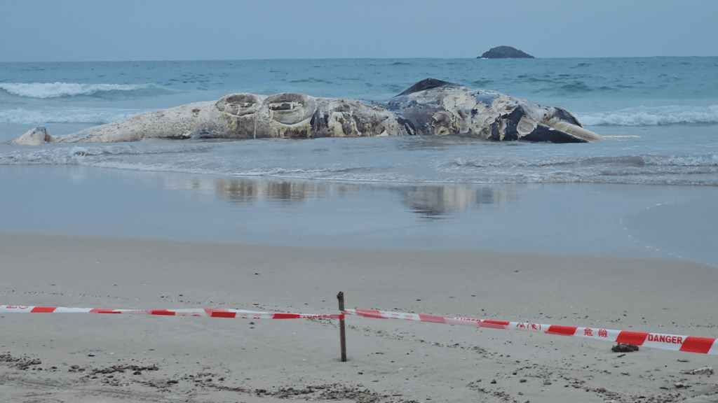 西貢鹹田灣驚現巨型腐爛鯨屍 漁護署：屬鬚鯨非本地物種