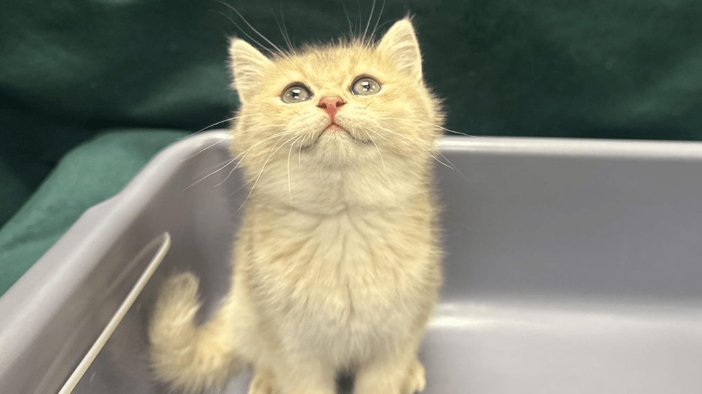 羅湖入境驚現貓咪走私客！六旬男斜孭袋暗藏活貓被捕