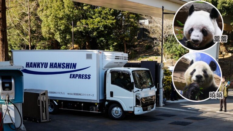 日本熊貓時代落幕！「曉曉」「蕾蕾」啟程返中，半世紀來首次零熊貓