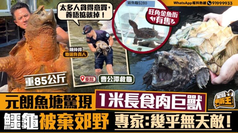 元朗魚塘驚現1米長「食魚巨獸」！專家警告：鱷龜幾乎無天敵，切勿當寵物養