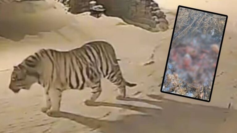 【有片直擊】東北虎闖吉林村莊 家犬慘遭叼走啃剩白骨