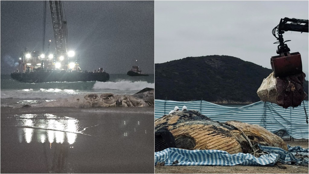 西貢露營勝地驚現腐爛鯨屍！漁護署急移萬宜西壩處理