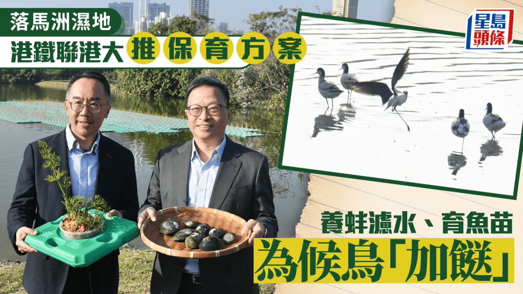 港鐵聯手港大 落馬洲濕地保育新招！養蚌濾水、育魚苗為候鳥「加餸」
