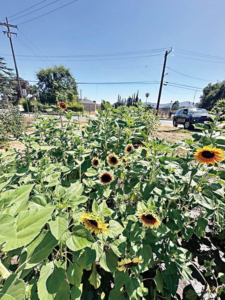 菲格羅亞提供的照片顯示，她在被山火焚毀的自家土地上種植的向日葵。Missi Dowd-Figueroa/美聯社