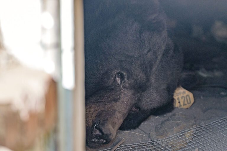 黑熊躺在民宅下的地下空間內。美聯社