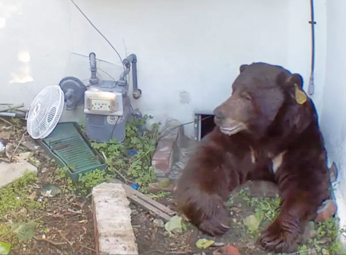 黑熊從約翰遜家地下的狹小空間爬了出來。Ken Johnson