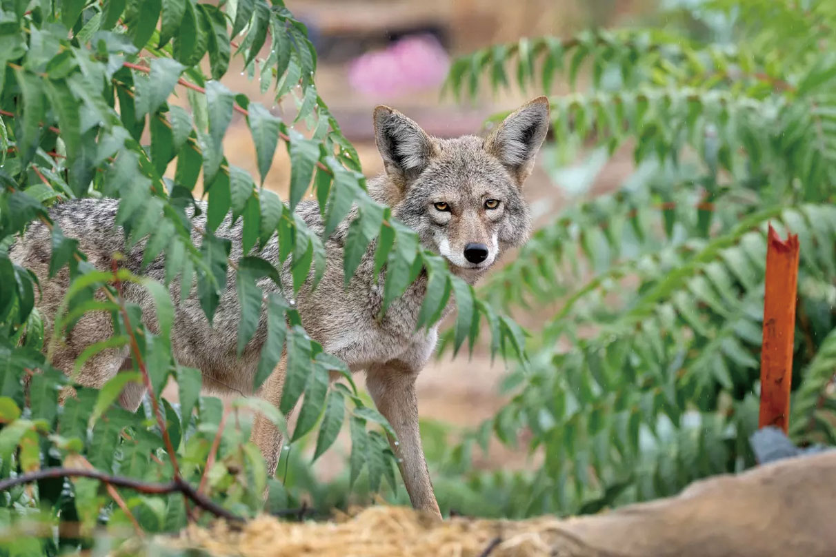 雨停之際，一隻土狼從灌木叢後探出頭來。洛杉磯時報