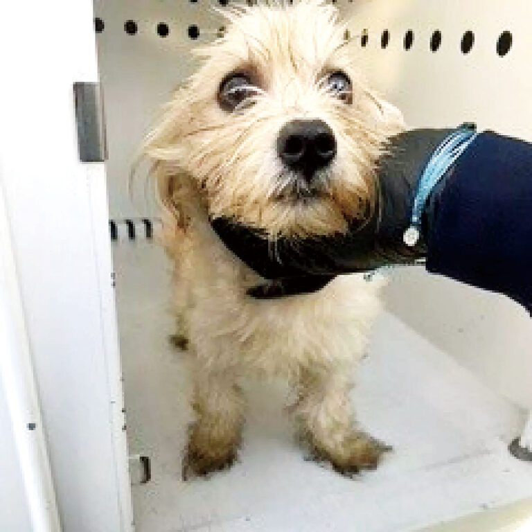 小狗遭棄垃圾桶 獲警員救出領養