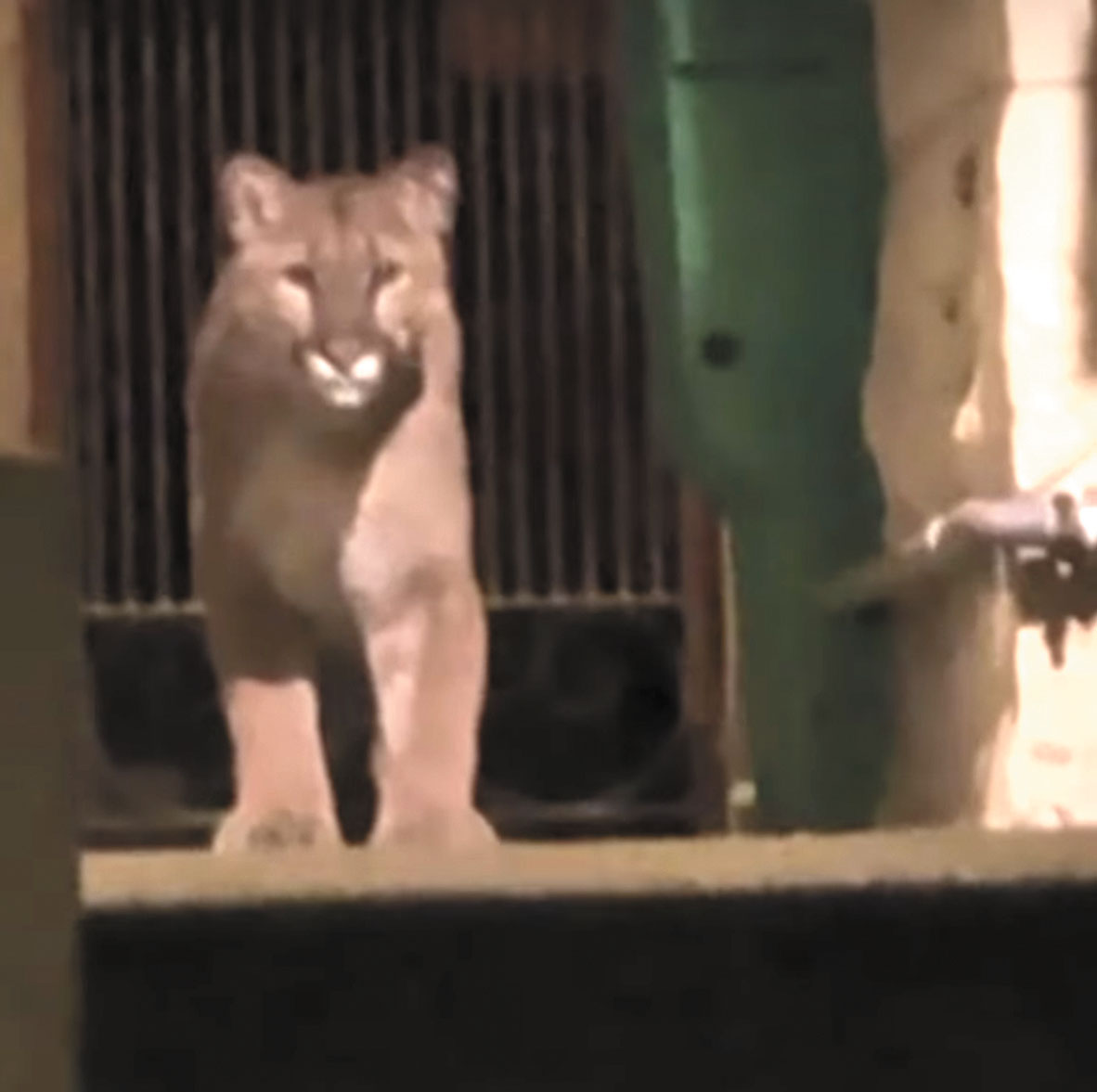 三藩市居民目擊山獅出沒。ABC7電視畫面