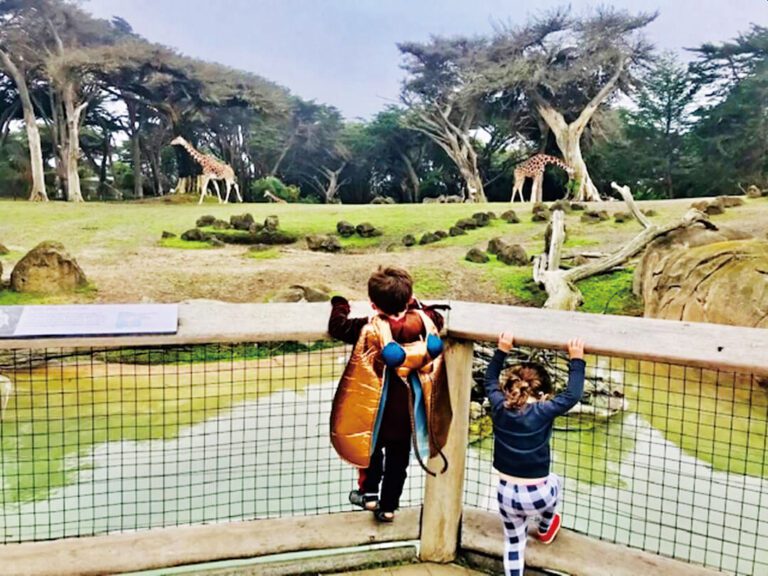 三藩市動物園一月免費向11歲以下兒童開放。三藩市動物園