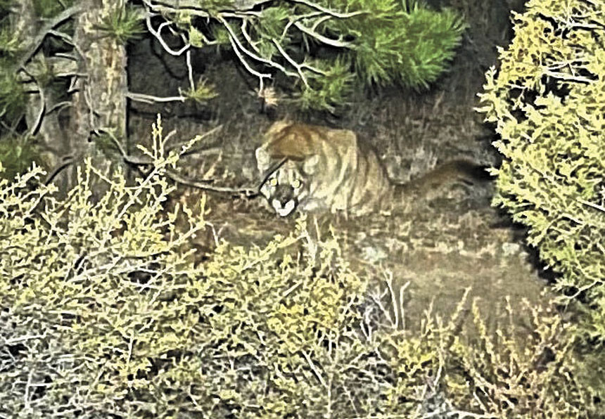 圖為11月有人在科州克羅西爾山步道拍下山獅出沒的畫面。Gary Messina/美聯社