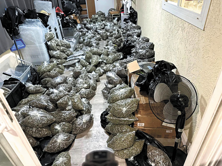 警方搜查出的加工大麻。聖利安住警方