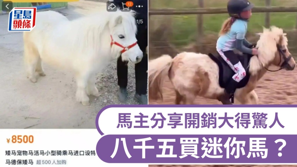 【馬年爆紅】萬元做迷你馬主？ 過來人踢爆驚人開銷：養得起買唔起！