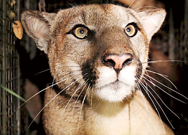 加州部分地區的山獅被列為受威脅物種。國家公園局/美聯社